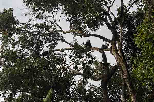 25 - Monos Colobo de Angola - parque nacional de Nyungwe - Ruanda